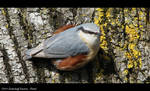 Eurasian Nuthatch by RichardConstantinoff