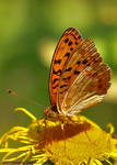 Argynnis adippe by RichardConstantinoff