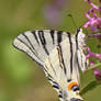 Iphiclides podalirius