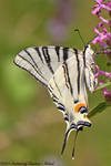 Iphiclides podalirius by RichardConstantinoff