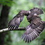 Landing - Buteo Buteo