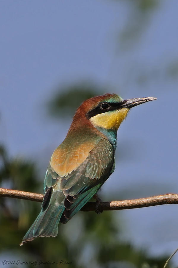 European Bee Eater - Prigorie