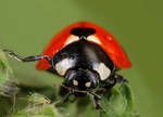 Ladybird with MP- E65mm by RichardConstantinoff