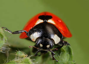 Ladybird with MP- E65mm