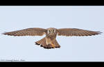 Falco tinnunculus by RichardConstantinoff