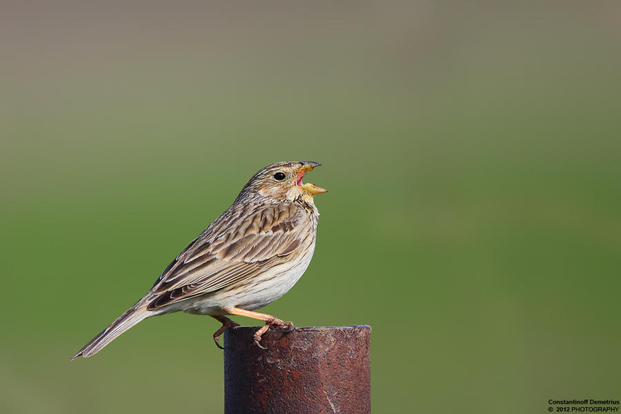 Emberiza calandra