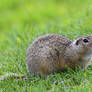 Spermophilus citellus