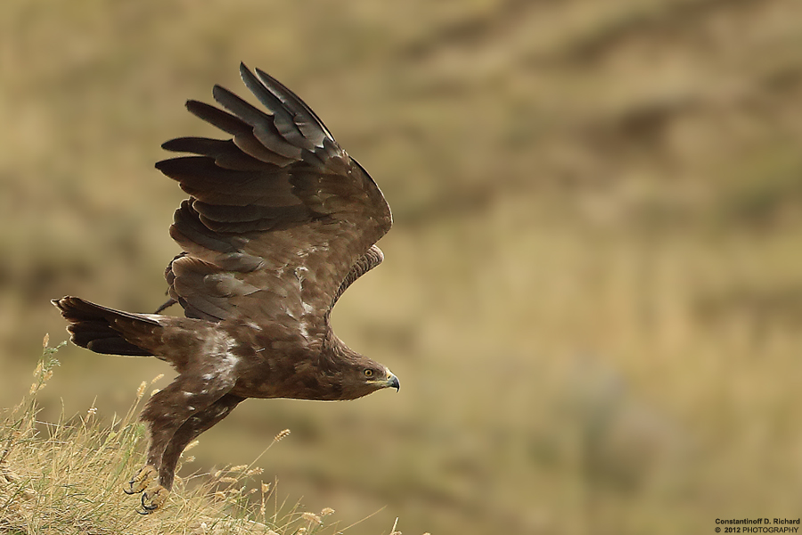 Aquila pomarina