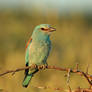 Coracias garrulus