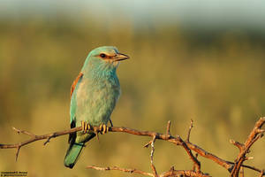 Coracias garrulus