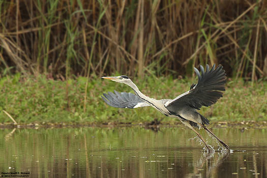 Ardea cinerea - Take off