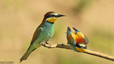 Merops apiaster - Prigorie