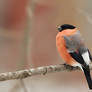 Pyrrhula pyrrhula - Eurasian Bullfinch