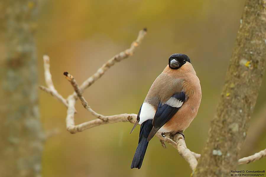 Pyrrhula pyrrhula - Eurasian Bullfinch