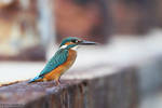 Alcedo atthis - Kingfisher by RichardConstantinoff