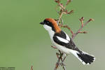 Lanius senator - Woodchat Shrike by RichardConstantinoff