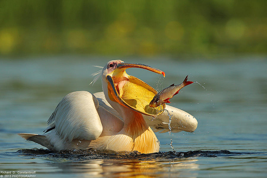 Pelican by RichardConstantinoff