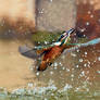 Kingfisher catching a fish