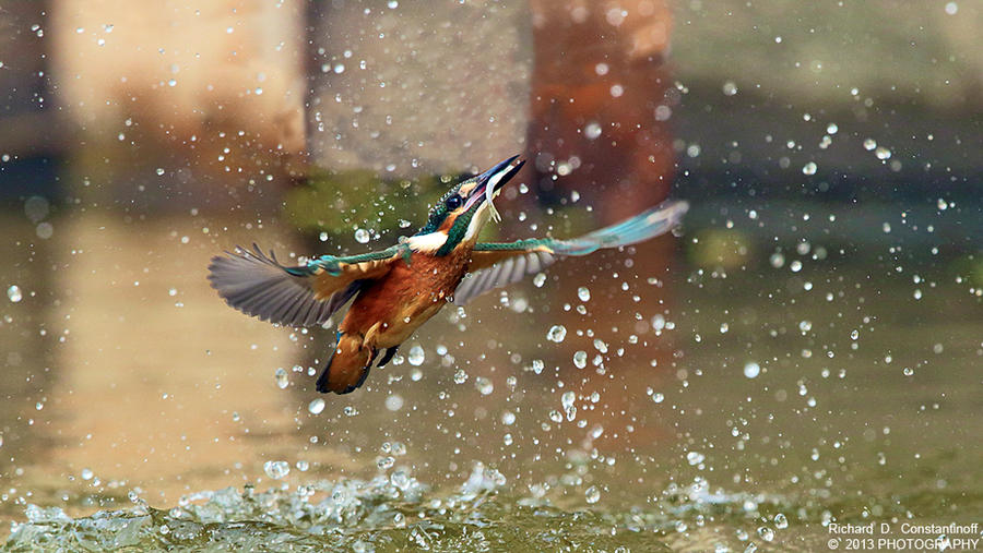 Kingfisher catching a fish by RichardConstantinoff