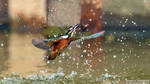 Kingfisher catching a fish by RichardConstantinoff