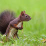 Sciurus vulgaris