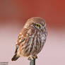 Little owl - Athene noctua