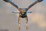 Buteo buteo by RichardConstantinoff