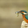 Kingfisher