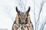 Long-eared Owl by RichardConstantinoff