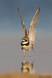 Little Ringed Plover