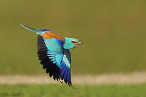 European Roller