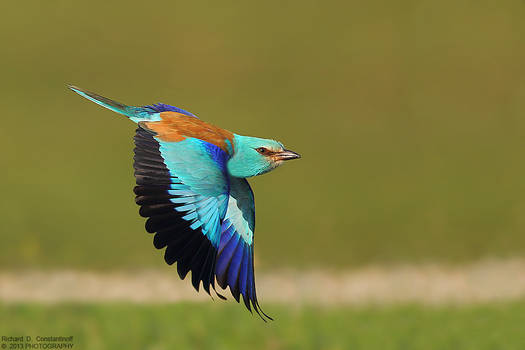 European Roller