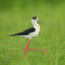 Black-winged stilt