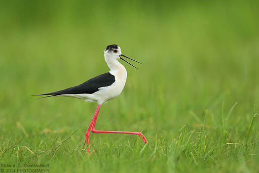 Black-winged stilt