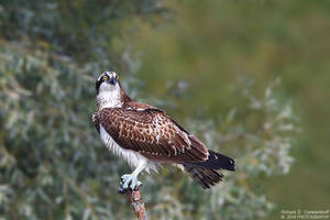 Osprey