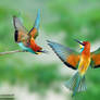 THE LIFE OF A BEE EATER