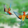 THE LIFE OF A BEE EATER