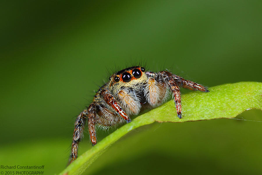 Jumping spider by RichardConstantinoff Jumping spider by RichardConstantinoff