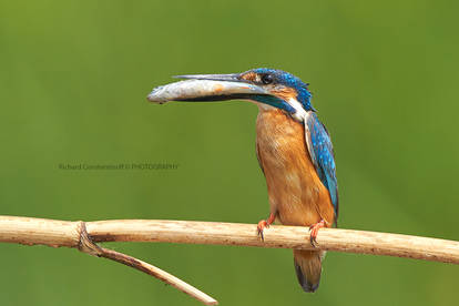 The kingfisher with its prey