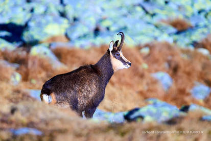 The chamois (Rupicapra rupicapra)