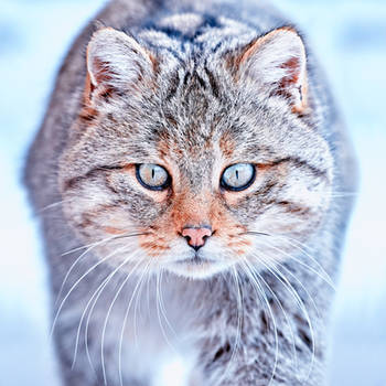 European wildcat (Felis silvestris)