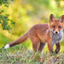 Baby fox