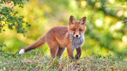 Baby fox