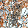 Tawny owl or brown owl (Strix aluco)