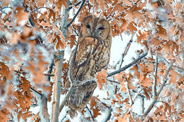 Tawny owl or brown owl (Strix aluco)