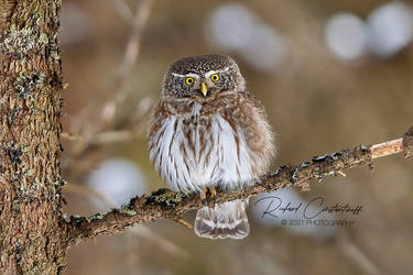 Eurasian pygmy owl