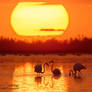 Sunset with flamingo