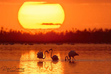 Sunset with flamingo