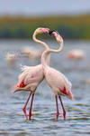 Flamingo by RichardConstantinoff
