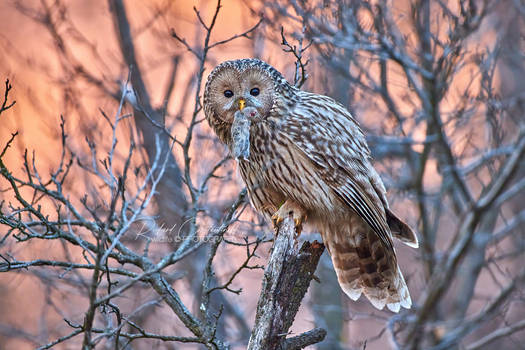 The Ural owl with its prey